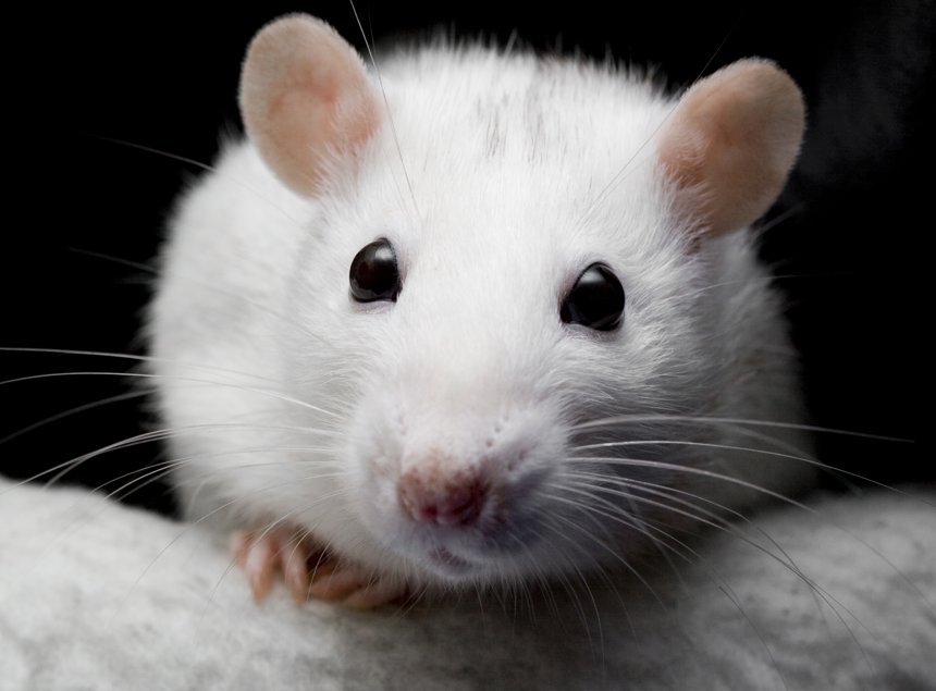 Little Albert cried whenever he saw the rat. Credit: Arathrael Photography / Getty
