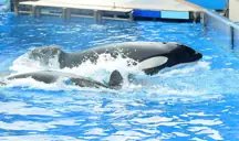 Seaworld