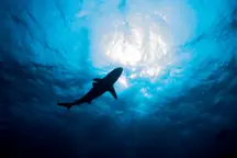 GettyImages-1138917909.jpg