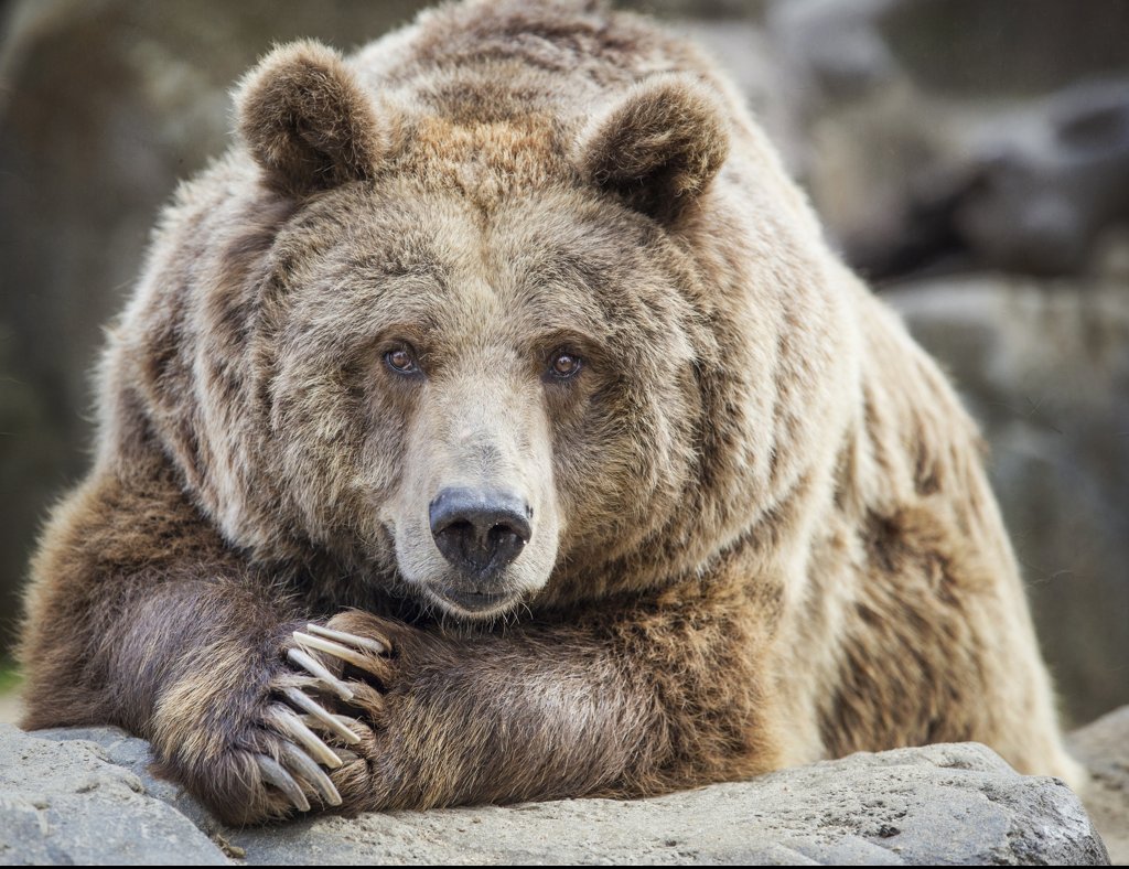 The story reminds of the danger of working with animals. Credit: Murguia©photography/Getty