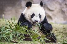 Panda zoo