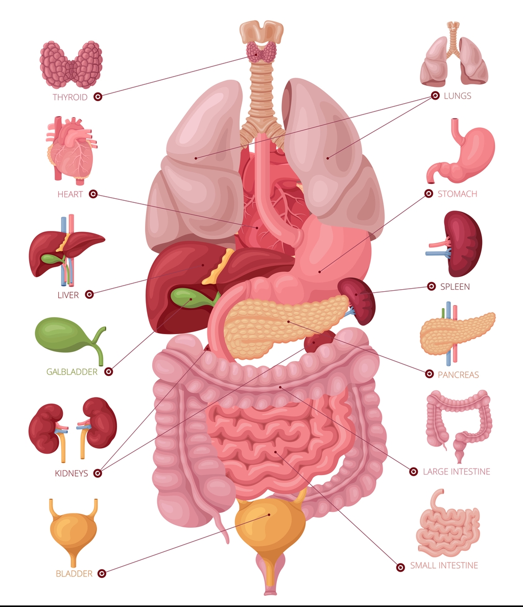 Human anatomy