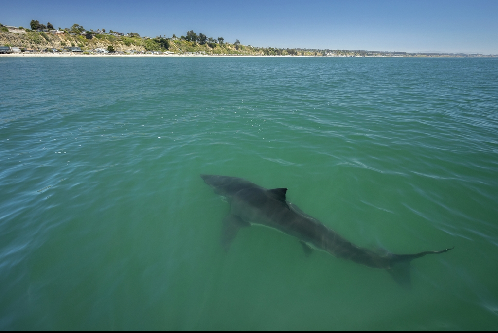 Credit: Chase Dekker Wild-Life Images / Getty