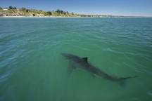 Shark fin