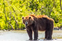 bears