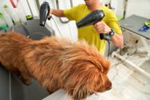 Dog grooming
