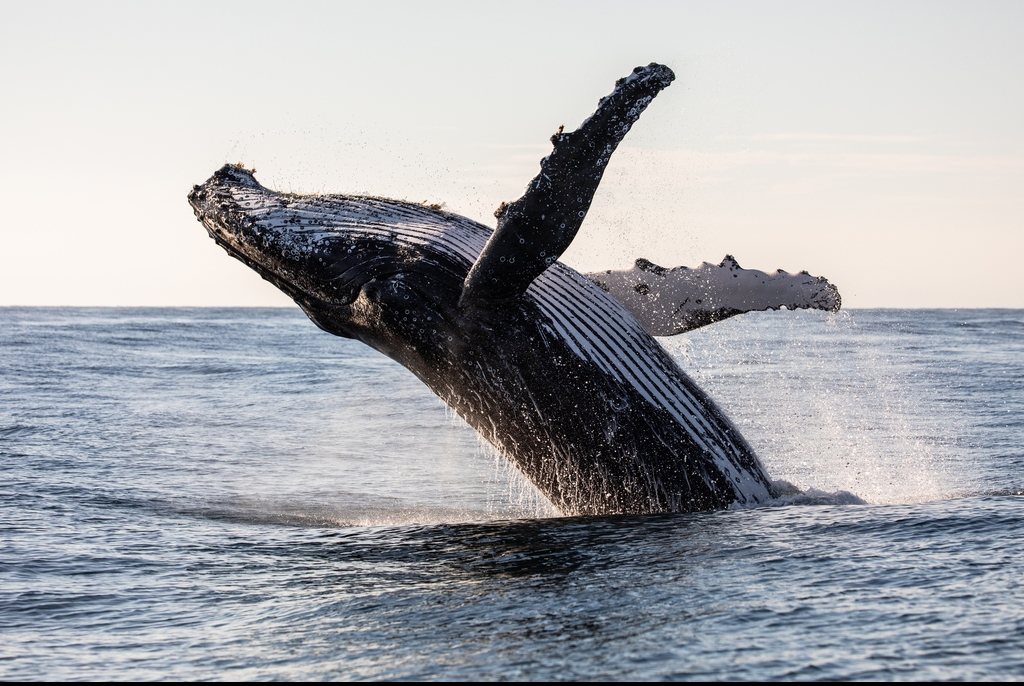 Humpback whale