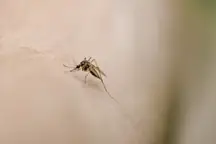 Mosquito bite