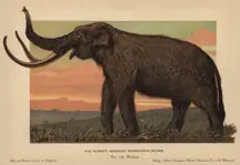 Soon the woolly mammoth could step out of the history books into reality. Credit: Florilegius/Universal Images Group via Getty Images