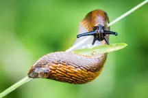 Slug
