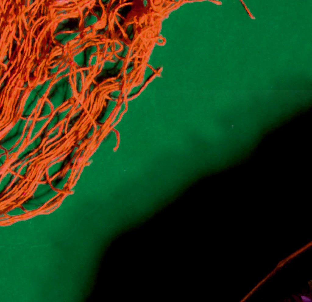 Monster Red Velvet and Cream Cheese Buttercream Bundt Cake