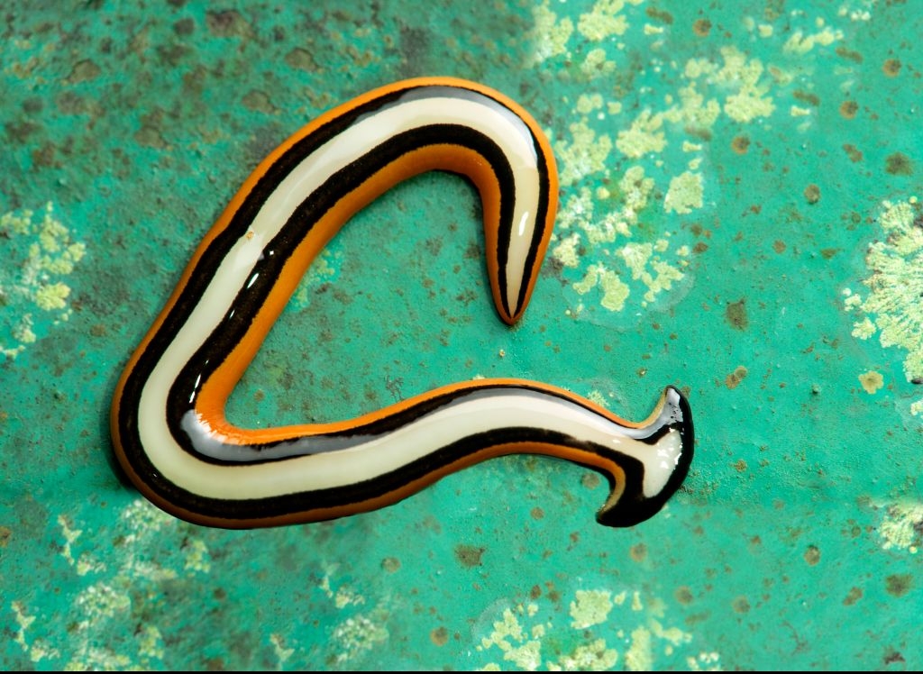 hammerhead flatworm 