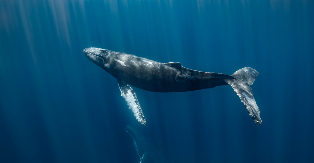 Group Of Nearly 100 Whales Gathered In A Heart Shape Before Tragedy