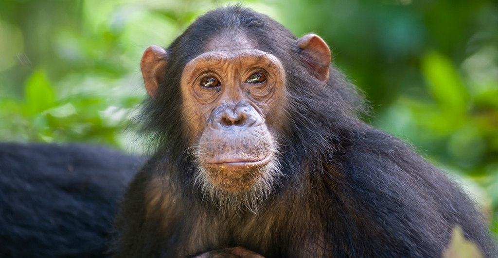 Woman Survived After 'Watching Herself Being Eaten Alive By Chimpanzee'