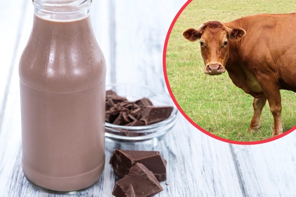 This percentage of Americans think chocolate milk comes from brown cows